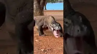 When the Komodo dragon goes out to hunt the ultimate prey #wildlife #predator #nature