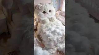 [ASMR] The Satisfying Art of Falling: The Giant Cat Plushie Collection. 🧸🐾