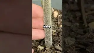 Why Are Tomato Plants Hairy? #shorts