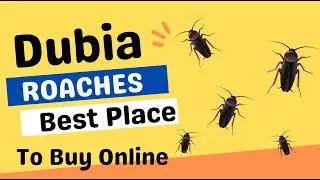 Best Place To Buy Dubia Roaches Online