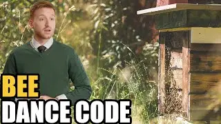 Bees Are Secretly Communicating Right Under Our Noses and Nobody Notices