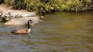 Territorial Geese