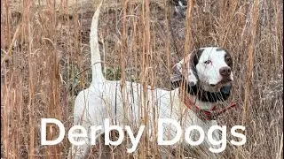 Derby Dogs! #englishsetter #englishpointer #fieldtrials #dogtraining #birddogtraining #birdogs