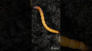 Wireworm Woes #beautifulnature #nature