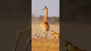 Giraffe vs. Lion: The Unexpected Rescue #WildlifeDrama #NatureBattle #GiraffePower