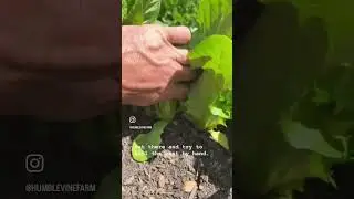 Wire worm hunting and trap cropping