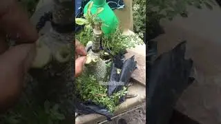 Adenium graft technique/Grafting Adenium/Adenium Grafting Method/Adenium  Obessum #shorts