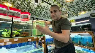 SUMPLU PİPO KULLANIMI, akvaryum balıkları
