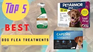 The Best Dog Flea Treatments Review 2020