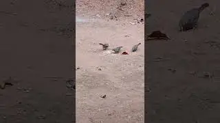 Sweet birds🌹🦜kuttusquirrels🦜Village🥀 nostalgia feelings nature 🌹
