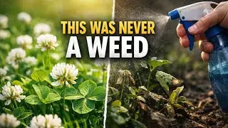 This Was Never a Weed | The Forgotten Truth About Clover 