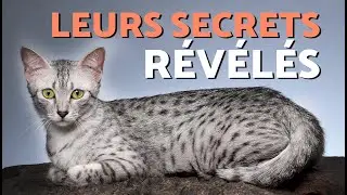 5 secrets du chat Mau &eacute;gyptien enfin r&eacute;v&eacute;l&eacute;s&nbsp;! 👁️🐈 D&eacute;couvrez les caract&eacute;ristiques du Mau &eacute;gyptien