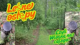 #202  Poszukiwania. Leśne ostępy czyli Wiosna na całego  #4k