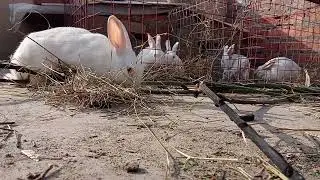 My cute little bunny family vlog resting enjoying grass in their new home