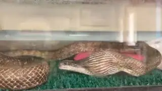 Watch Pearl (gray black snake) consume an egg whole!