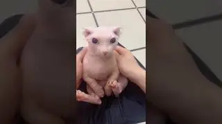 bingus