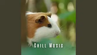Soothing Paw Music