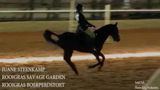 SA Boerperd Nationals Sjowjumping 2017