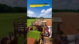 Amazing Turf Harvester Machine | How Grass Rolls Are Perfectly Cut and Packed!