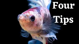 How to Keep Betta Fish Healthy?&ndash; 4 Tips For keeping a Healthy betta.