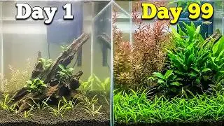 Easy Aquarium Plants for Beginners Guide! Fast-Growing Picks