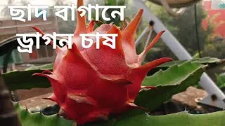 Dragon fruit plant in rooftop garden very easily |