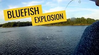 Giant Bluefish Attacking Bunker Fishing Long Island North Shore