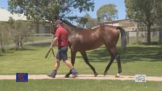 2018 Magic Millions March Sale: Clear Mountain Fairview Lot 283
