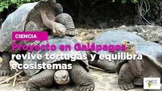 Proyecto en Gal&aacute;pagos revive tortugas y equilibra ecosistemas