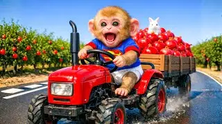 Monkey Farmer Drives Red Tractor And Harvest Pomegranate &ndash; Kuti Monkey World &ndash; Monkey Farm
