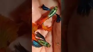Imported Guppy Fishes Male..||