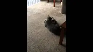 FERRET WAR DANCE ft. our cat.