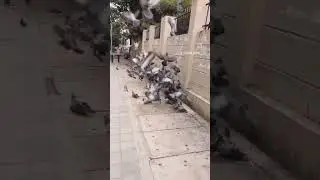 Bengaluru streets #bengaluru #streets #pigeon #reels #trending #shorts #viral #birds