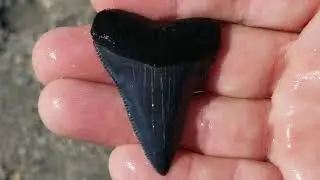 Hunting beautiful, big Great White shark teeth in Myrtle Beach. #LargeGreatWhiteTooth
