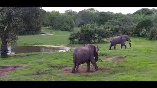 tembe elephants video0001