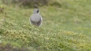 Wheatear | A Summer Visitor..