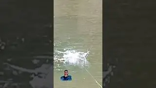 Snakehead live attack #angling #fishing_video