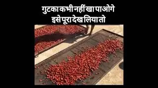 Gutka Making Process #youtubeshorts #trending #shorts