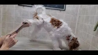 Difficult Dog Groom; Fidgety puppy's 1st groom, Australian Labradoodle, dog grooming, no restraints