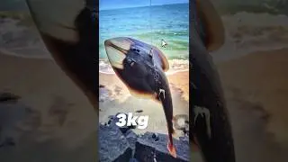 Guitar Fish🎣  #trend #shark #guitarfishcutting #hunting #kerala #reel #viralvideo #youtubeshorts 🦈