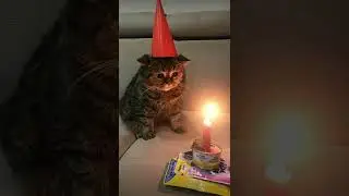 Sad cat on it&rsquo;s birthday #shorts #cat #sad #birthday