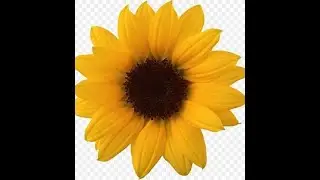 FUN TIME FLOWERS GO BING GO SHOW #9