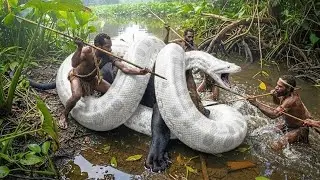 Giant Anacondas of the Korowai Forest &ndash; Where a Legendary Predator Still Reigns