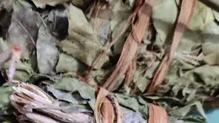 Prof Ciss&eacute; &eacute;mission sp&eacute;ciale sur les plantes 🍀🍀🍀
