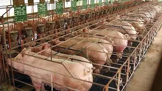 The Freedom of Farming: Inside a Free Range Pig Farm  july 2024