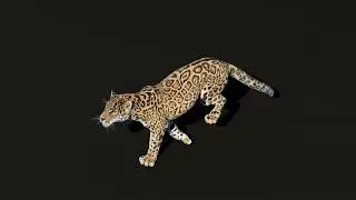 CGI 3D Animated Animal in Blender | Running Panthera Onca | VFX Grace