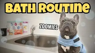 My Dog's After Bath Zoomies: Level 100 Chaos