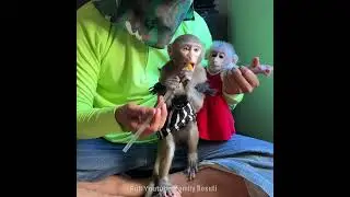 The Heartbreaking Plight of a Baby Monkey Left to Fend for Itself. #monkey #poormonkey #rescue