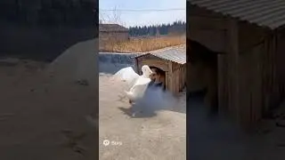 #funny #animals #dog #pets #goose #viral #youtube #shorts #trending