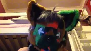 Ratches tail commissions confirmed and chimcha base